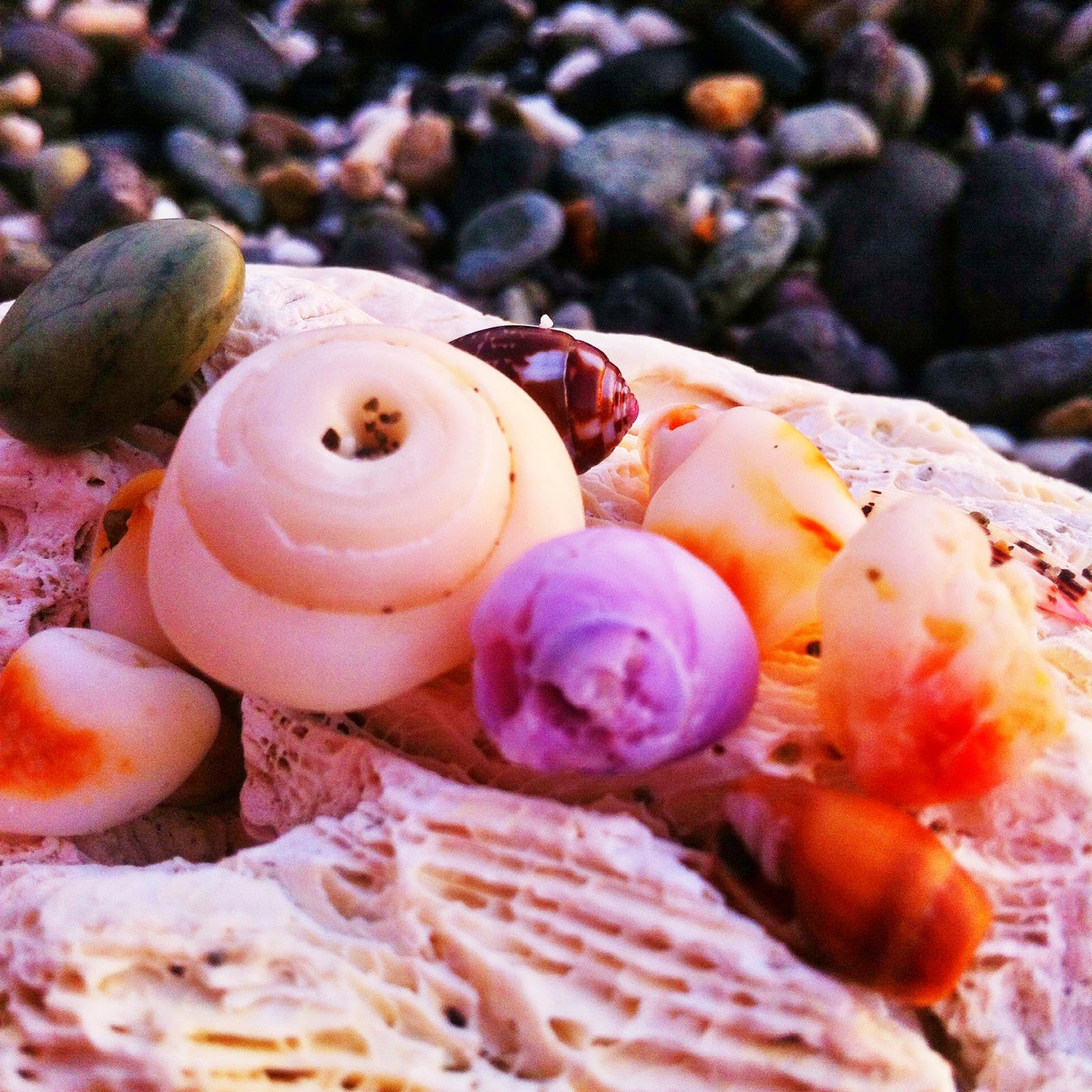 Close-up of small colorful seashells in white, purple, and orange tones clustered on a piece of coral rock, soft pebbles blurred behind, warm and intimate mood.